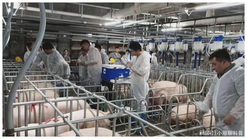 273.32億元，增長(zhǎng)5.4% 畜牧漁業(yè)飼料銷售穩(wěn)健增長(zhǎng)的動(dòng)力與展望