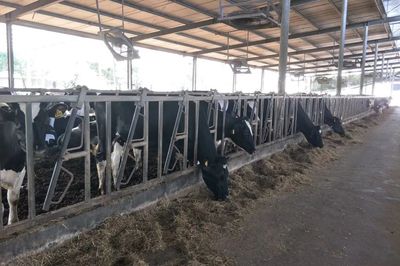 產(chǎn)學(xué)結(jié)合，雙向賦能 宜昌牛養(yǎng)殖企業(yè)調(diào)研與畜牧飼料產(chǎn)業(yè)發(fā)展新思考